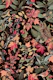 Autumn Owl Impression Red Green On Black