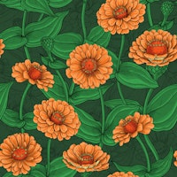 Orange Zinnia flowers, green leaves on dark green carta da parati