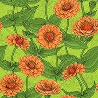 Orange Zinnia flowers, green leaves on light green tapete