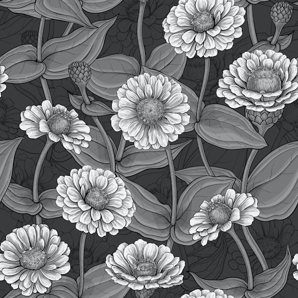 Zinnias, monochome on dark gray