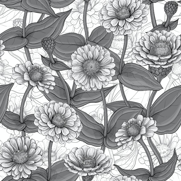 Zinnias, monochome on white