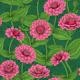 Pink Zinnias on dark green