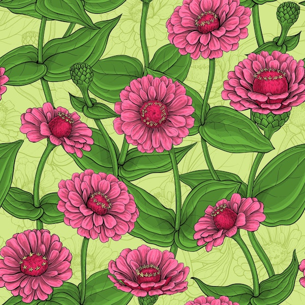 Pink Zinnias on light green