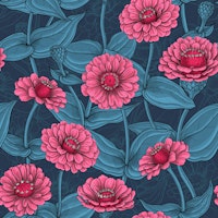 Pink Zinnias on dark blue carta da parati