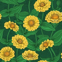 Yellow Zinnias on dark green carta da parati