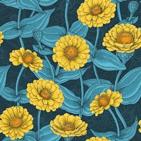 Yellow Zinnias on dark blue carta da parati