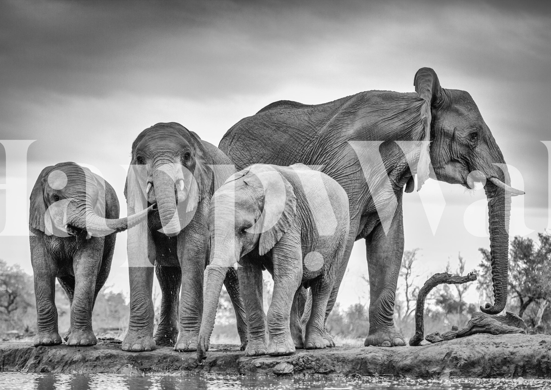 Black and white wallpaper depicting a family of elephants