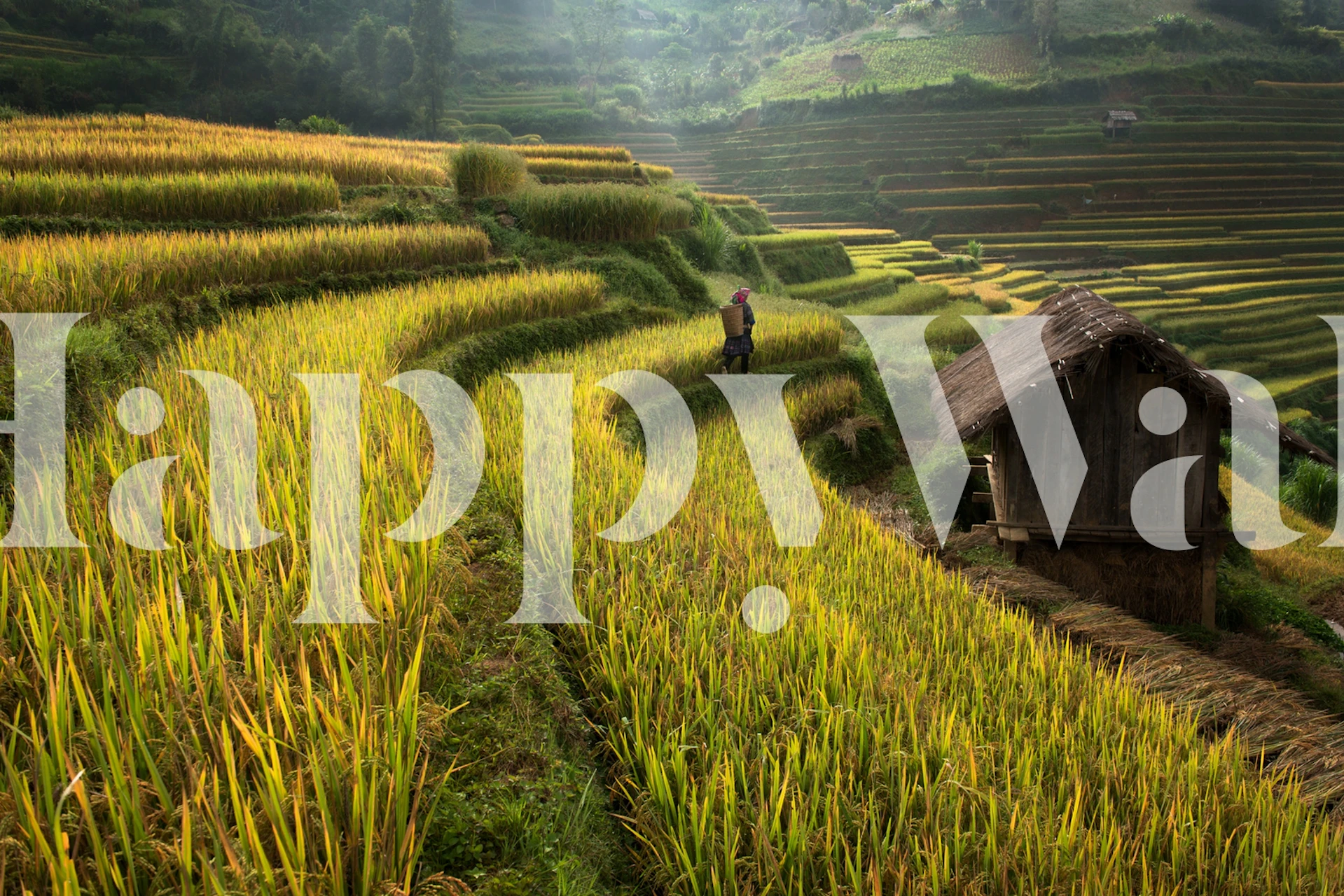 Lush green rice fields with a farmer and rustic hut wallpaper