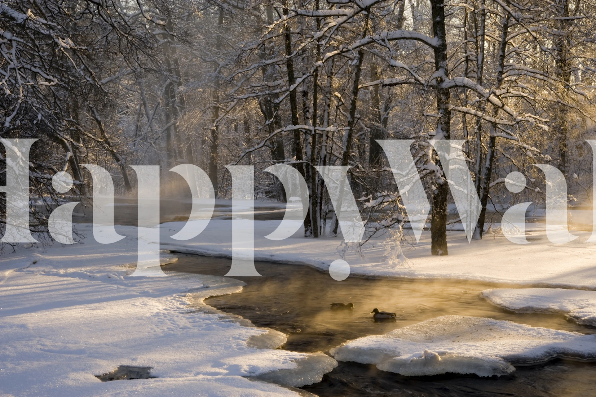 Winter forest at dawn wall mural with sun filtering through trees and a stream.