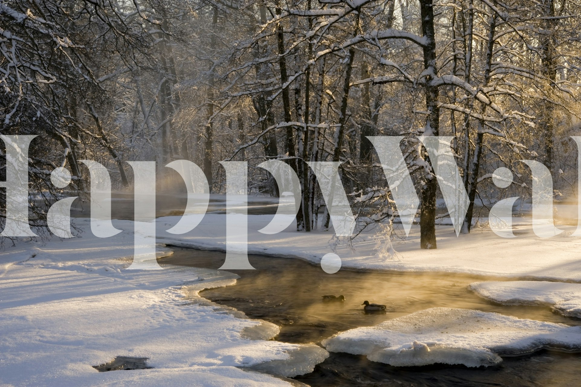 Winter forest at dawn wall mural with sun filtering through trees and a stream.