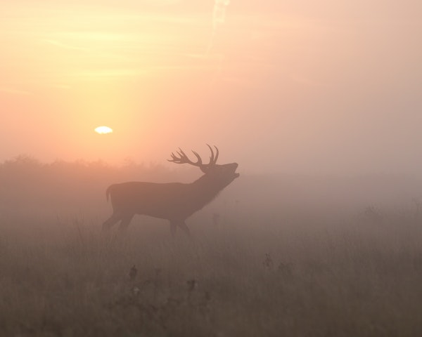 Misty Morning Stag