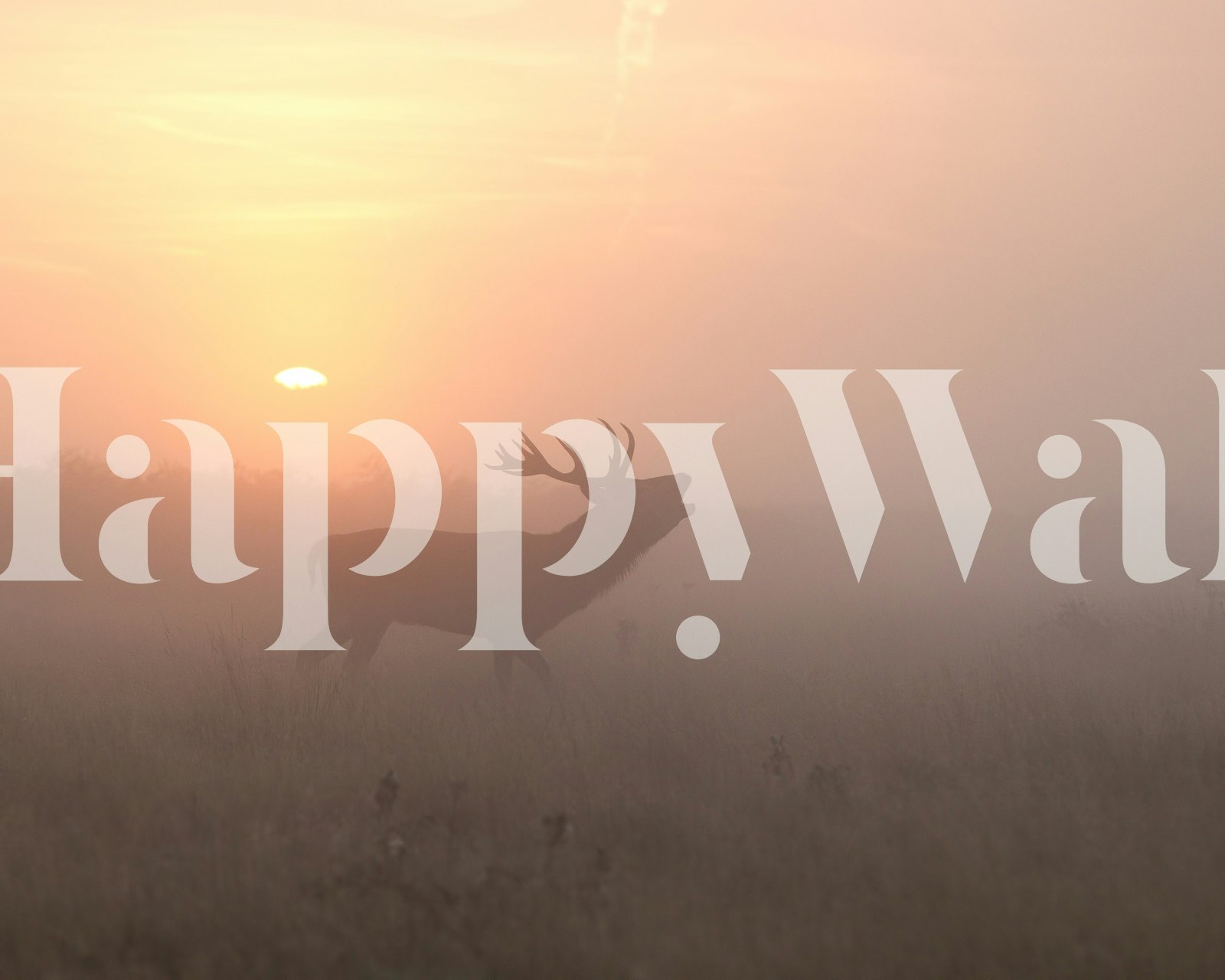 Misty morning stag wallpaper in a room