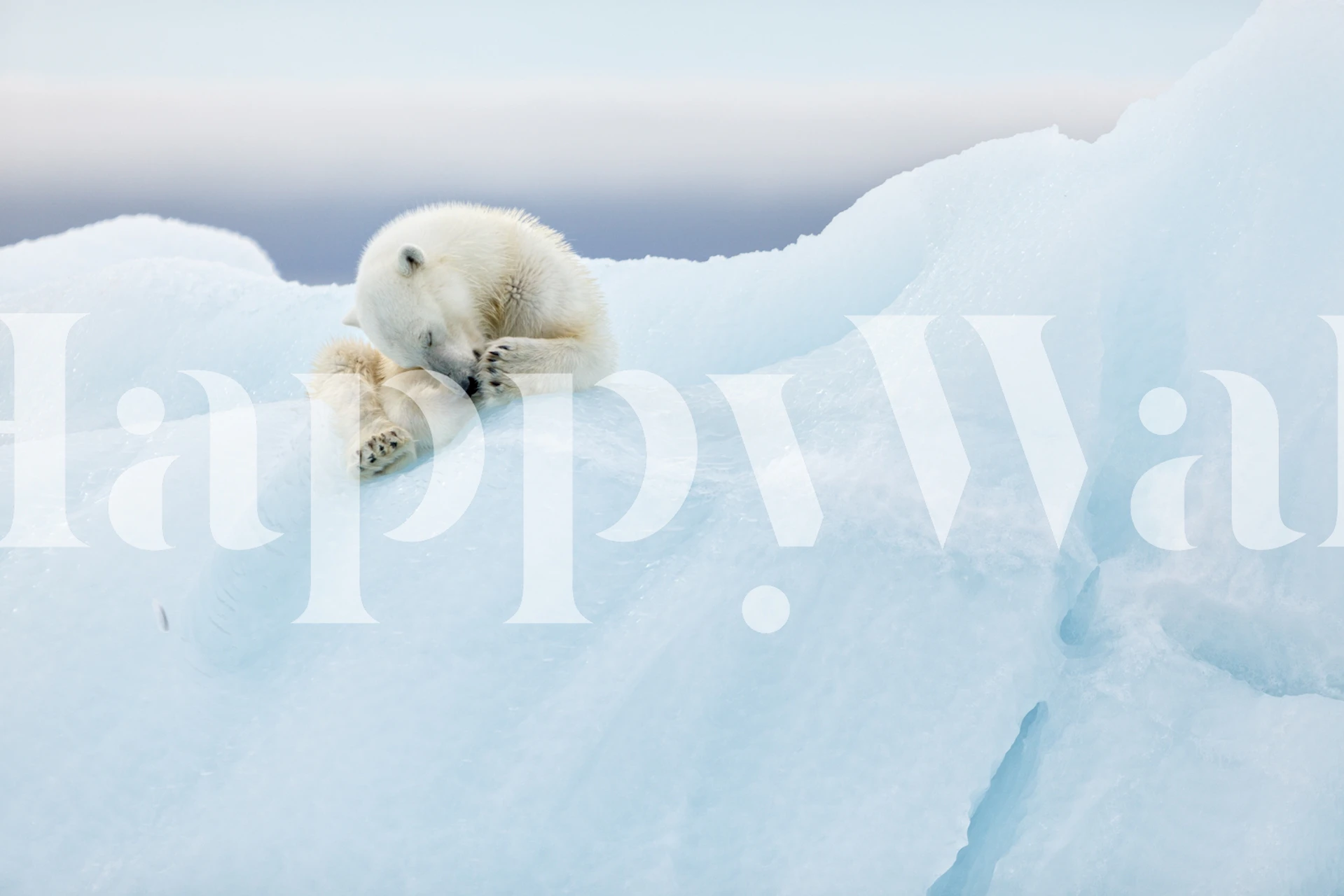 Fototapeta Lední medvěd na ledě v jemných barvách