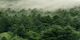 Forest Scandinavian Green