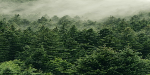 Forest Scandinavian Green