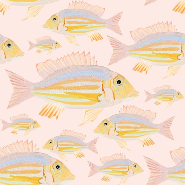 Sand Bream - The Fish 13