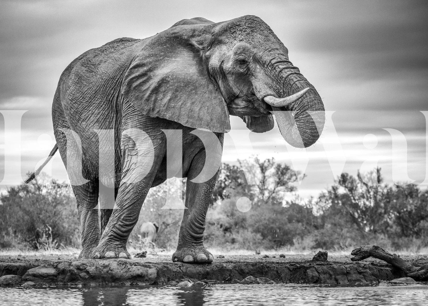 Black and white elephant standing by a water body wallpaper