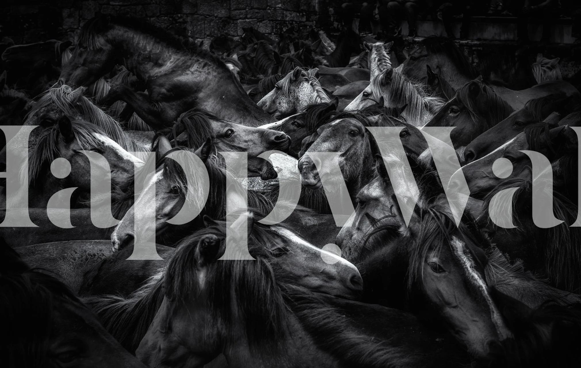 Diseño de papel tapiz Acorralados con caballos