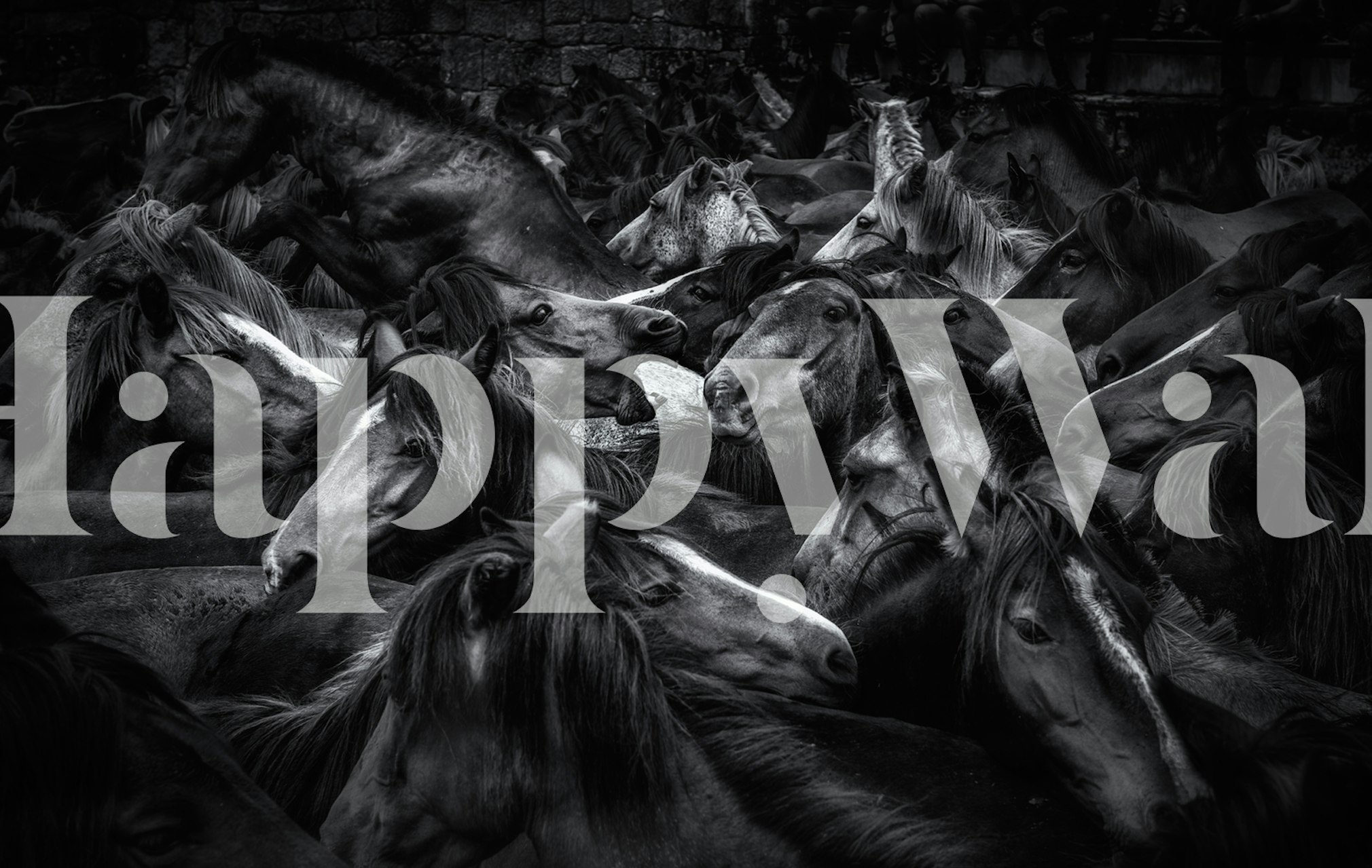 Acorralados wallpaper design featuring horses