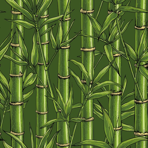 Bamboo forest in green