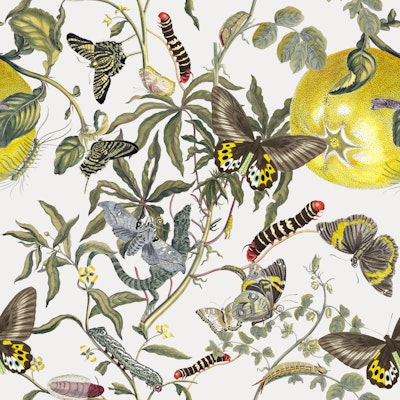 Pattern