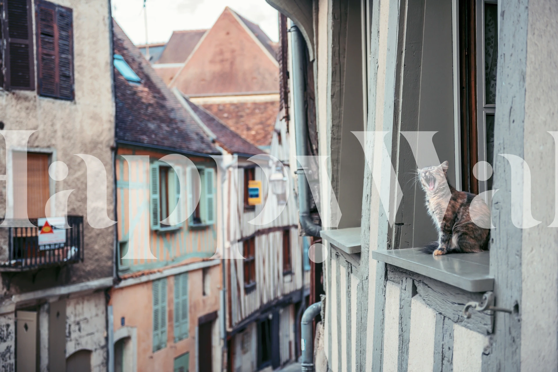 Territory wallpaper with a cat by the window