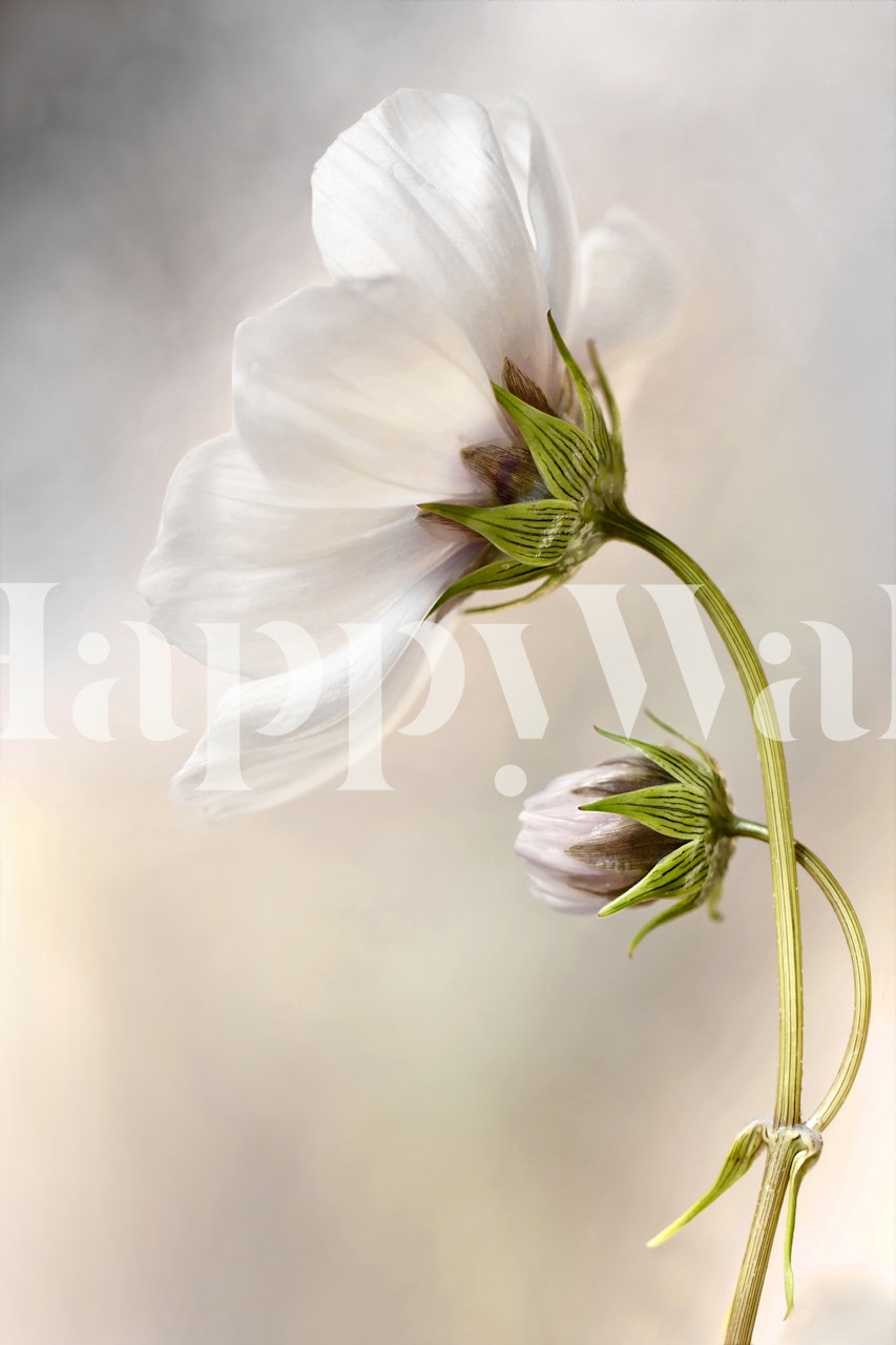 Heavenly Cosmos Wallpaper | Transform Your Room with Happywall