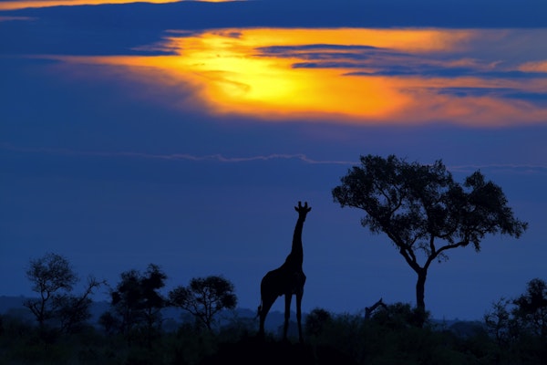 A Giraffe at Sunset