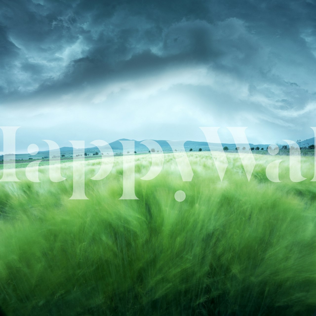 Green barley field with cloudy sky wallpaper
