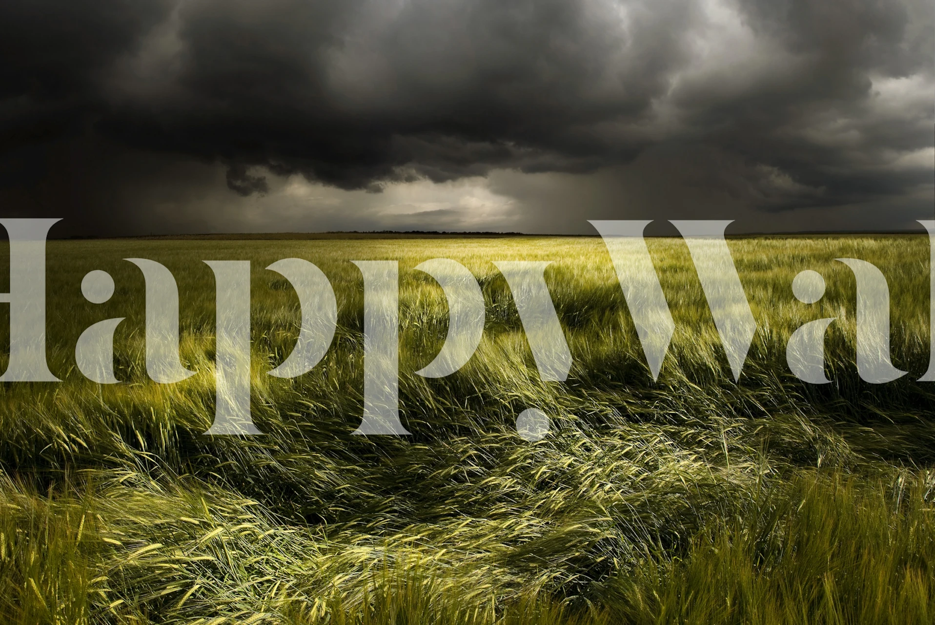 Field of wheat under dark stormy sky wallpaper