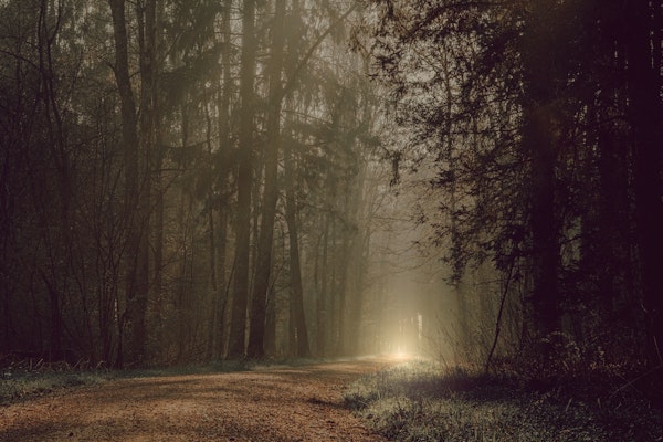 EARLY MORNING FOREST