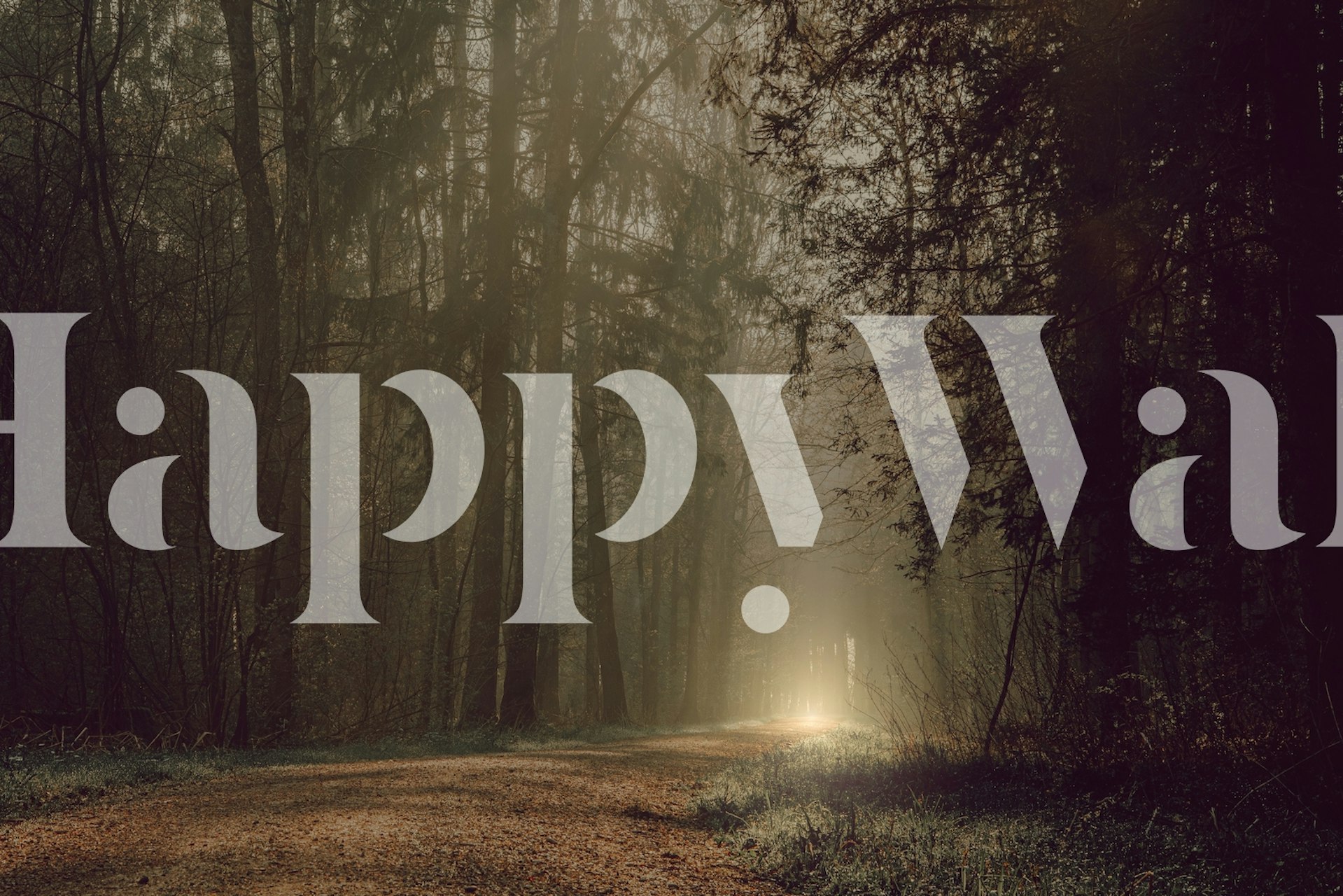 Wall mural of an early morning forest with sun rays piercing through the mist along a tranquil path