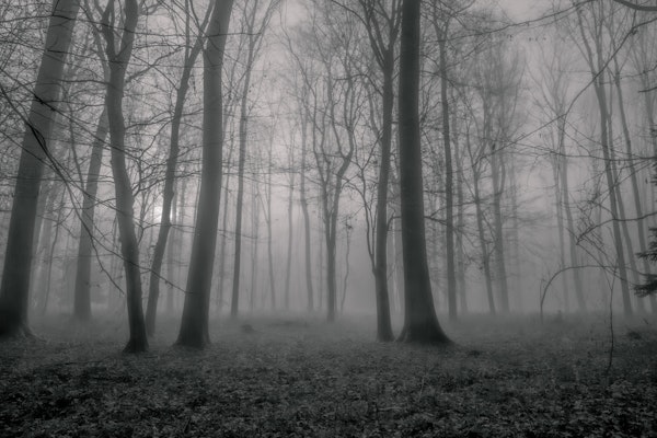 MONOCHROME FOREST WHISPERS