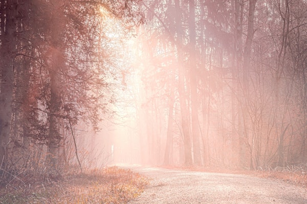 PASTEL MORNING FOREST HAZE