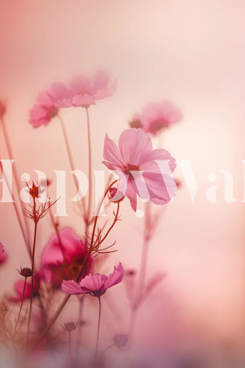 Cosmos Drømmer Pink Vægmaleri Med Bløde Lyserøde Cosmosblomster