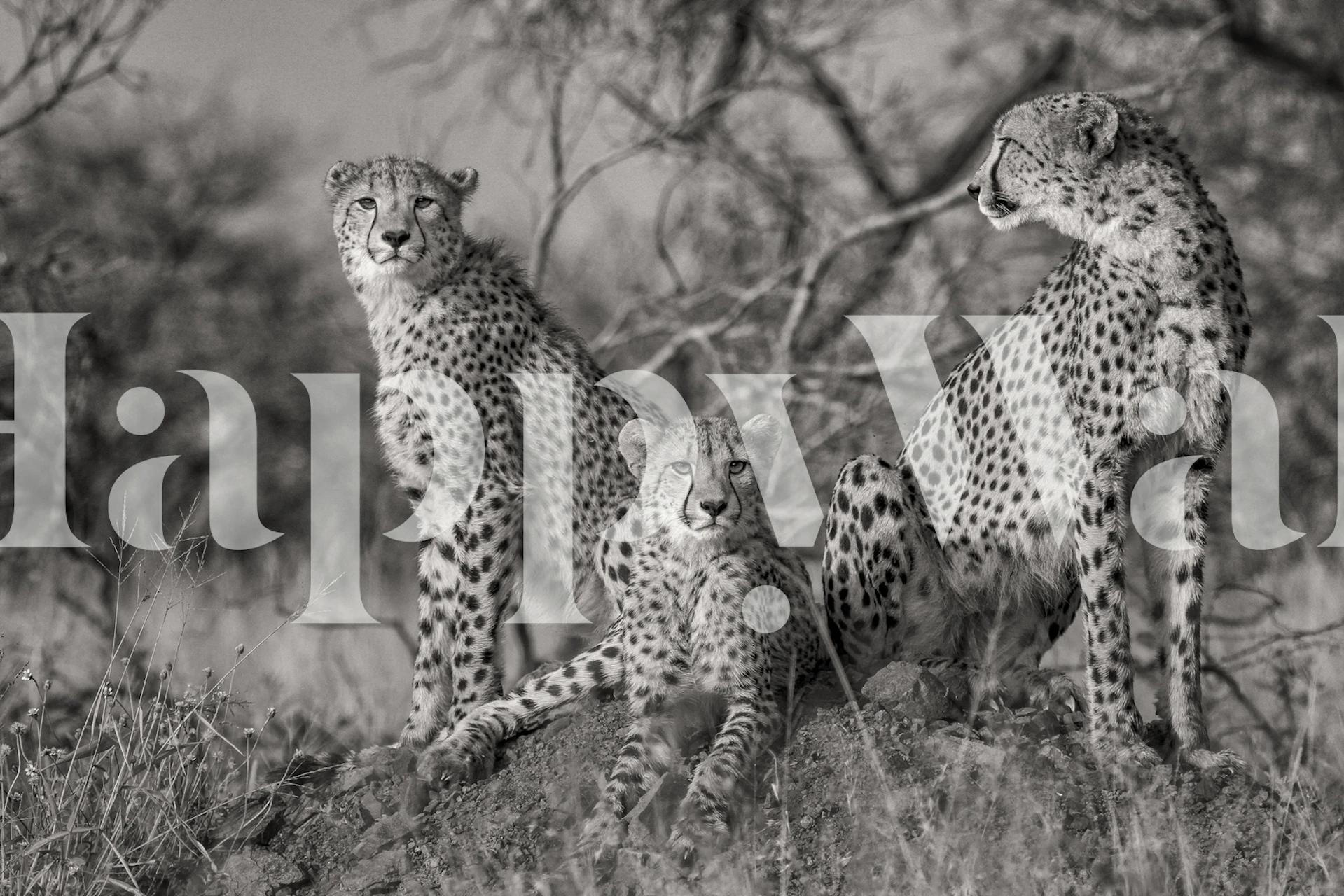Black and white wall mural of three cheetahs
