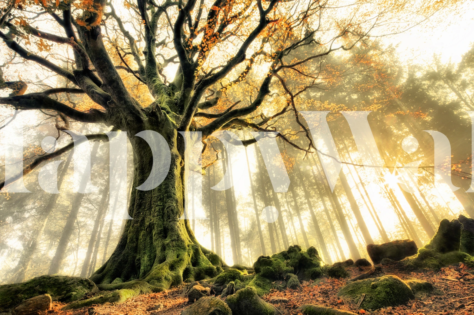 Majestic autumn tree with golden leaves and sun rays wallpaper