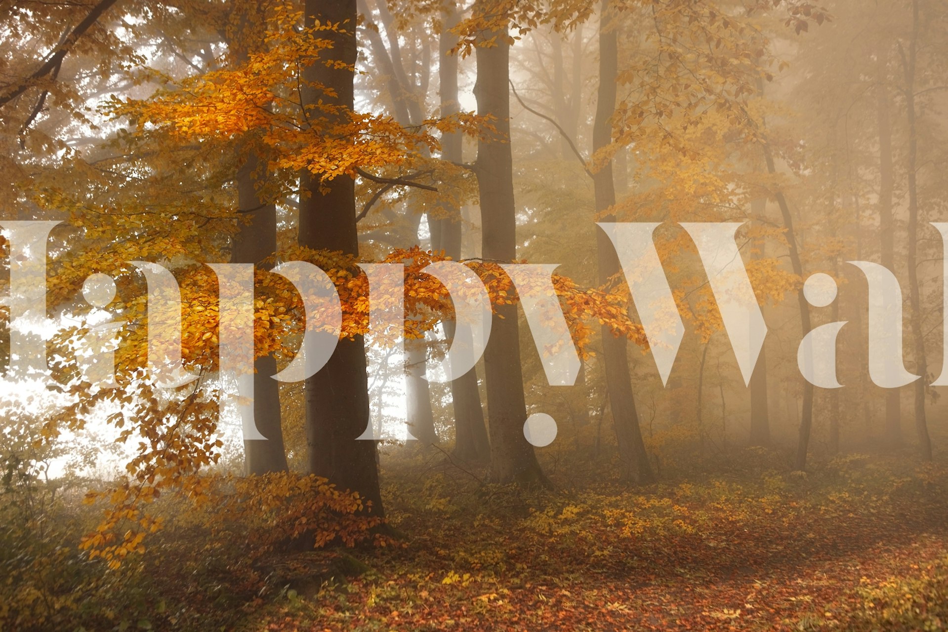 Autumnal forest scenery with golden leaves and misty atmosphere wall mural