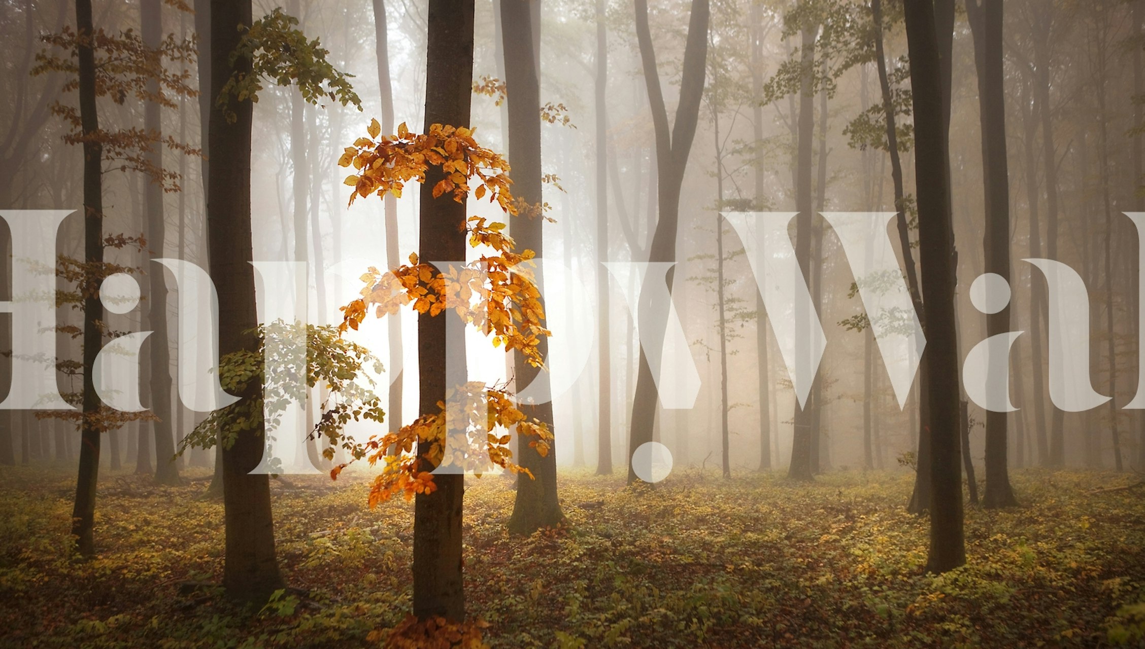Foggy forest scene with tall trees and orange leaves wallpaper