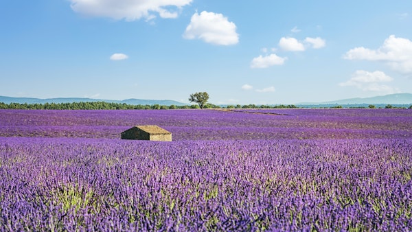 Provence Landscape