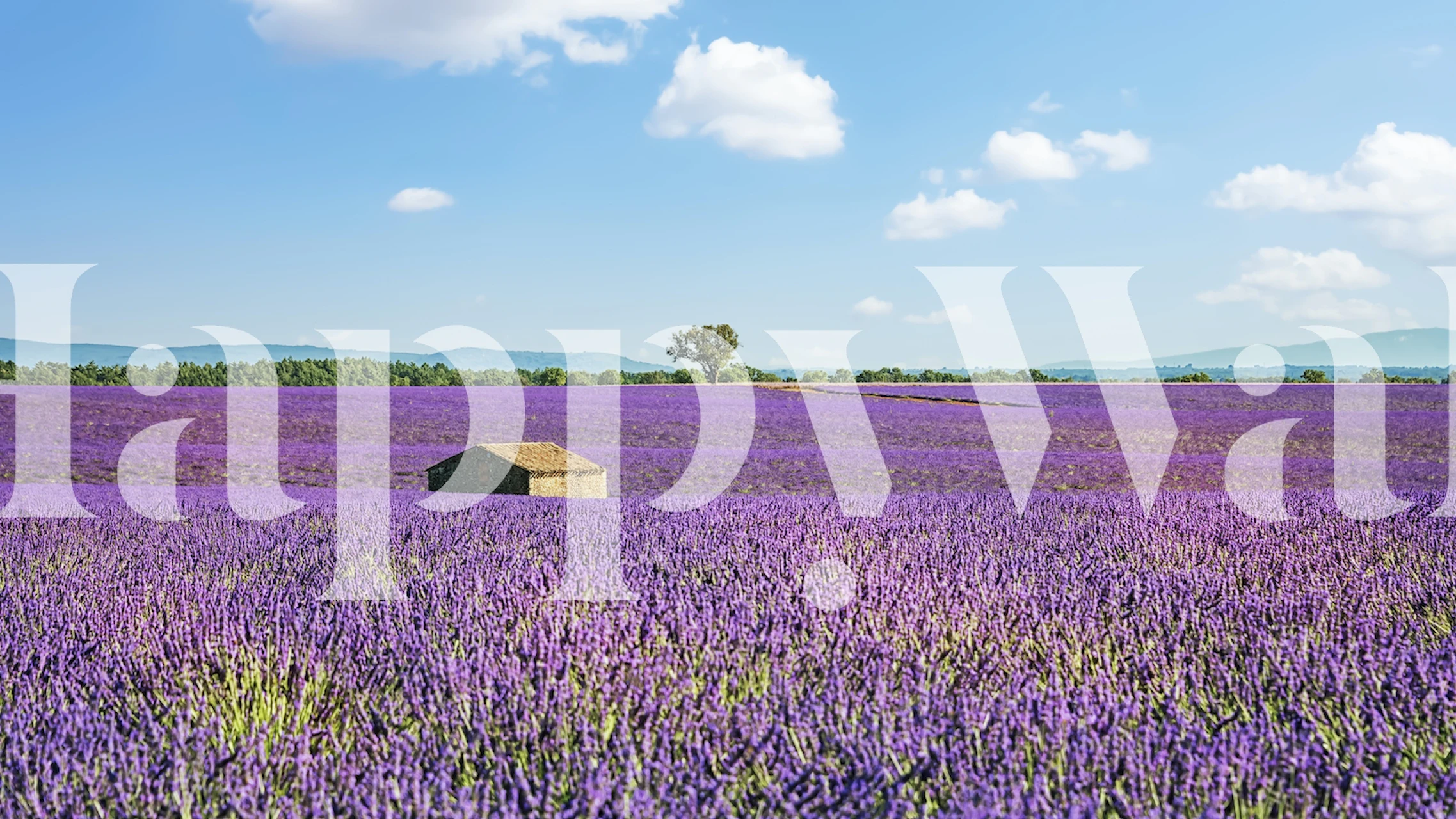 Lavender fields with a rustic stone house under a blue sky wallpaper