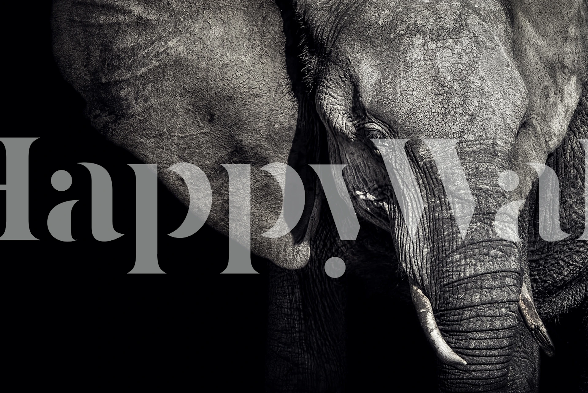 Black and white wallpaper featuring a close-up of an elephant