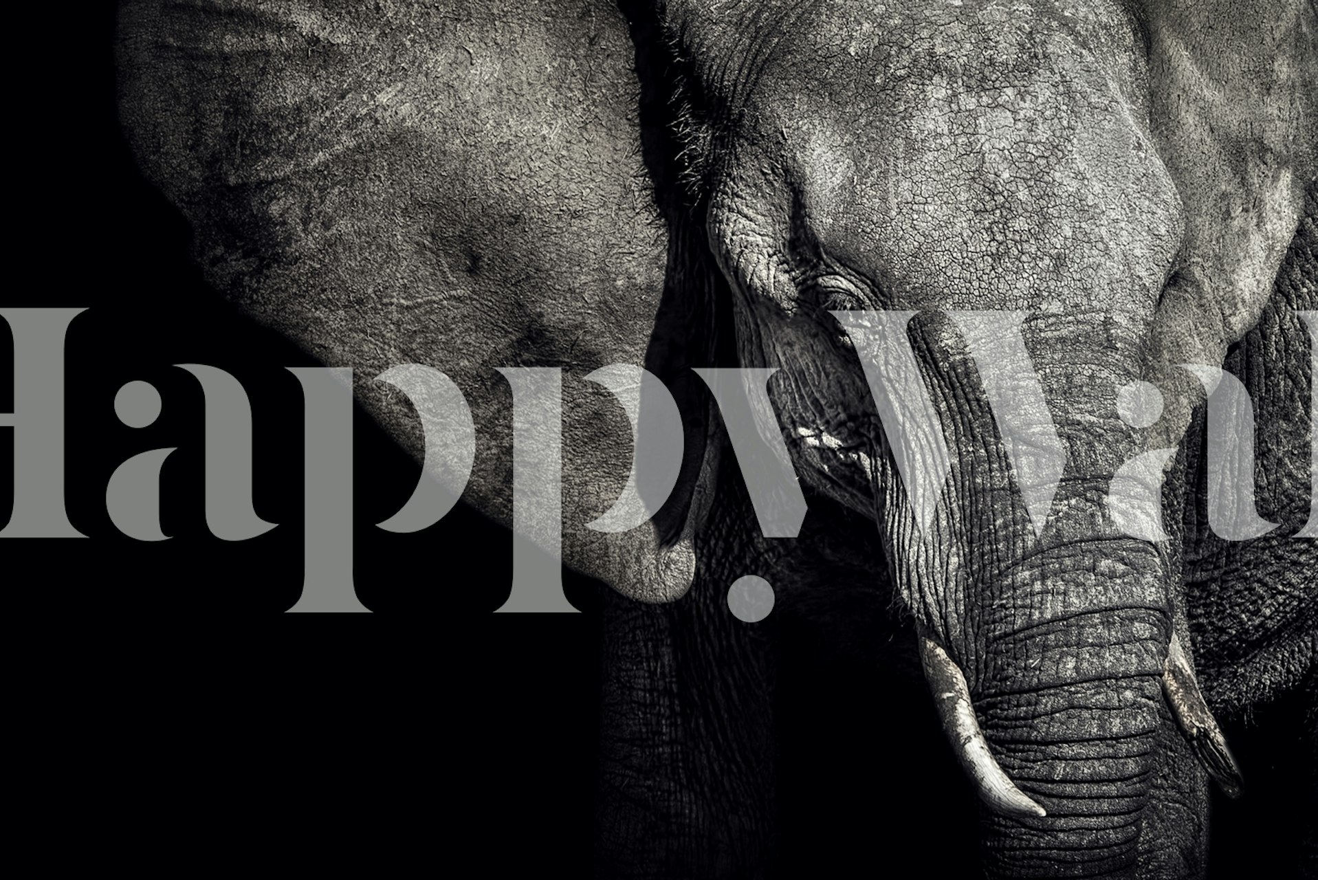Black and white wallpaper featuring a close-up of an elephant