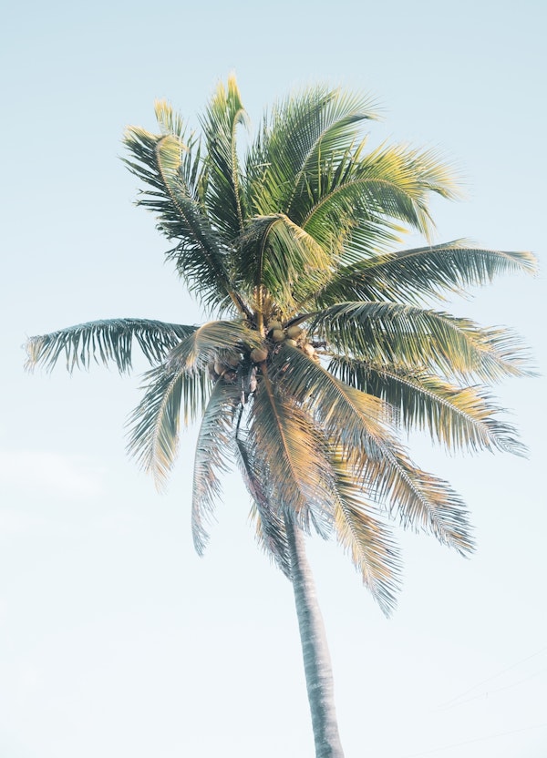 Palm Tree Beach Dream 4