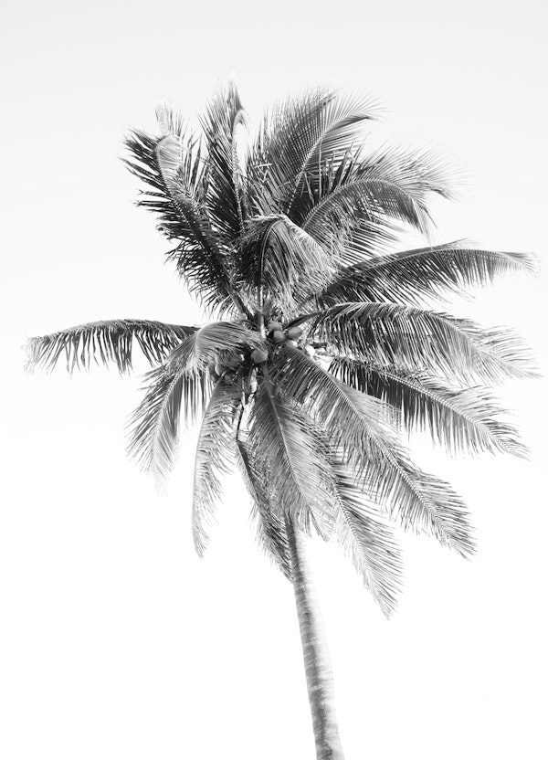 Palm Tree Beach Dream 5