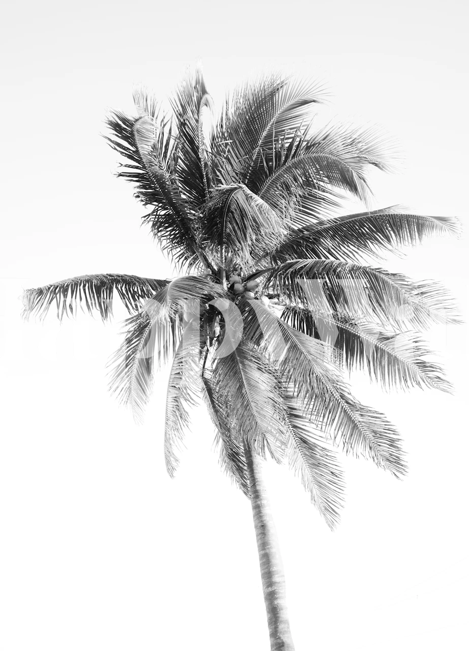 Palm tree silhouette in black and white wallpaper