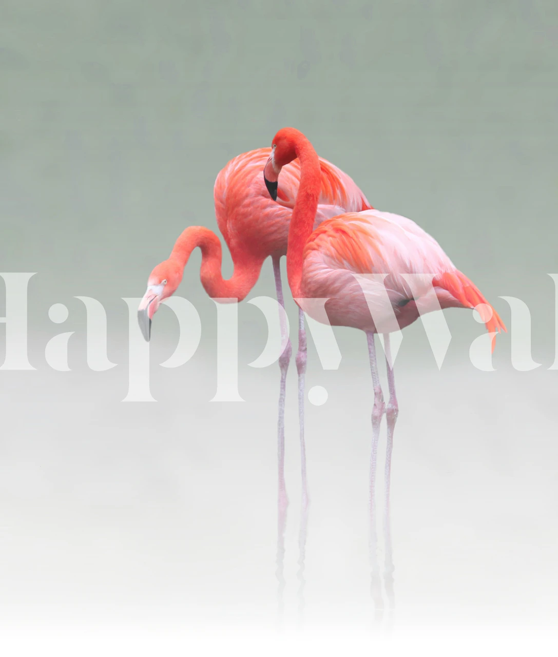 Par de flamingos em interação terna em um cenário tranquilo