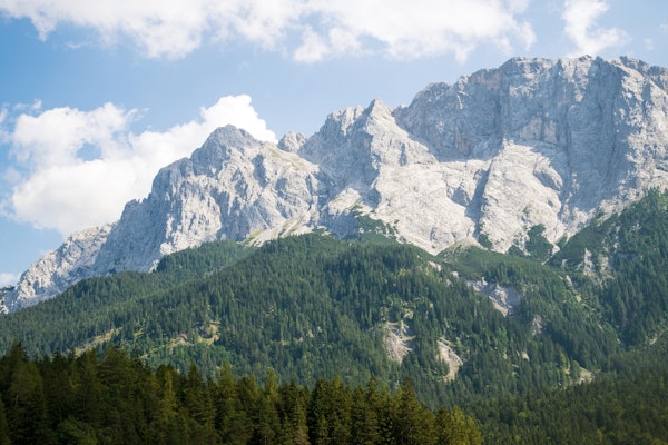 Mountain Tree Bliss 2