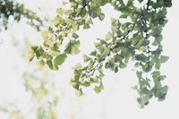 Ginkgo Leaves Dream 1 carta da parati