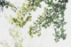 Ginkgo Leaves Dream 1
